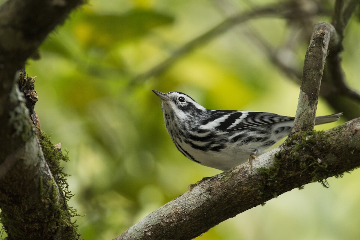 Black-and-white Warbler - ML99606371