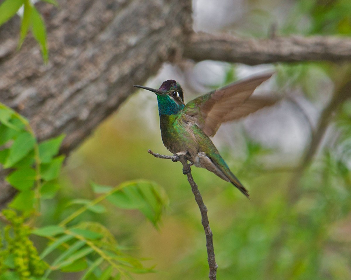 Rivoli's Hummingbird - Russ Wigh