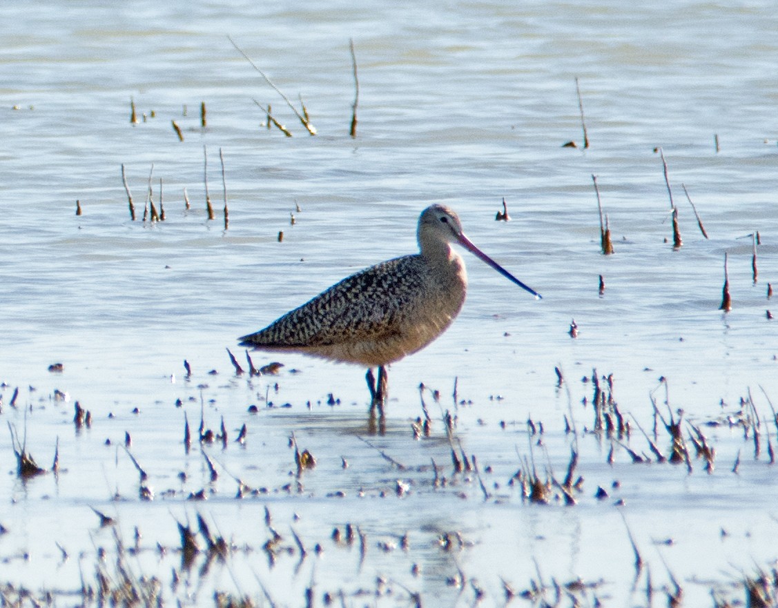 Marbled Godwit - Dale Pate