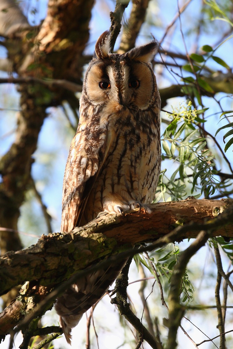 Long-eared Owl - António Gonçalves