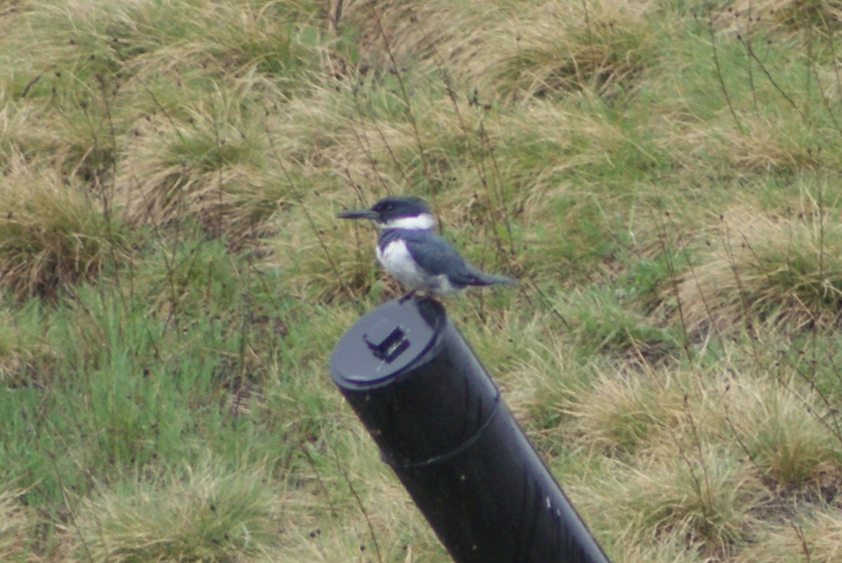 Belted Kingfisher - ML99611991