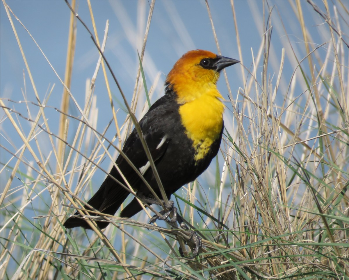 Yellow-headed Blackbird - Jo-Ann Moore