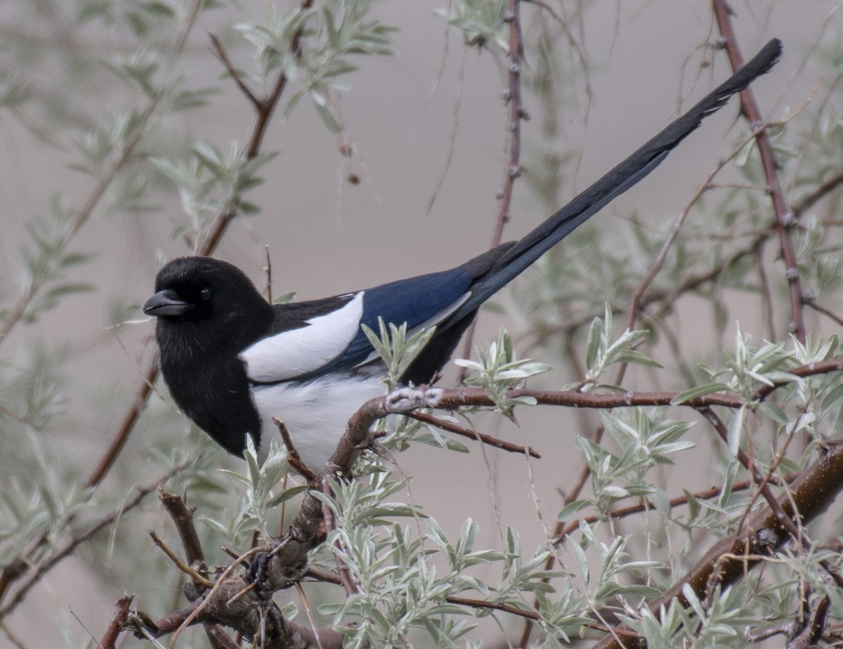 Black-billed Magpie - John Longhenry