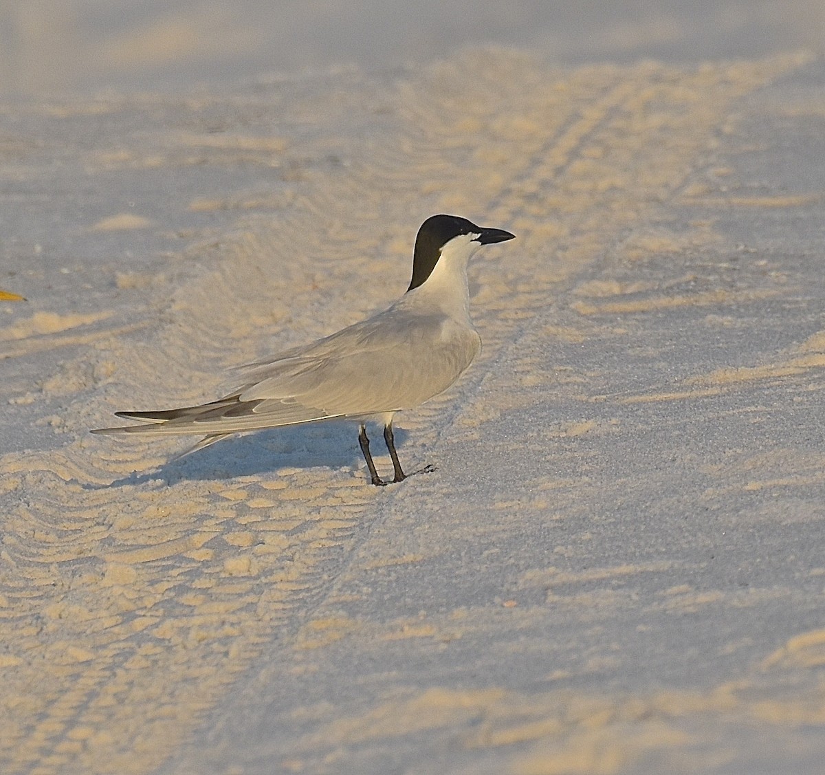 Gull-billed Tern - Michael Brower