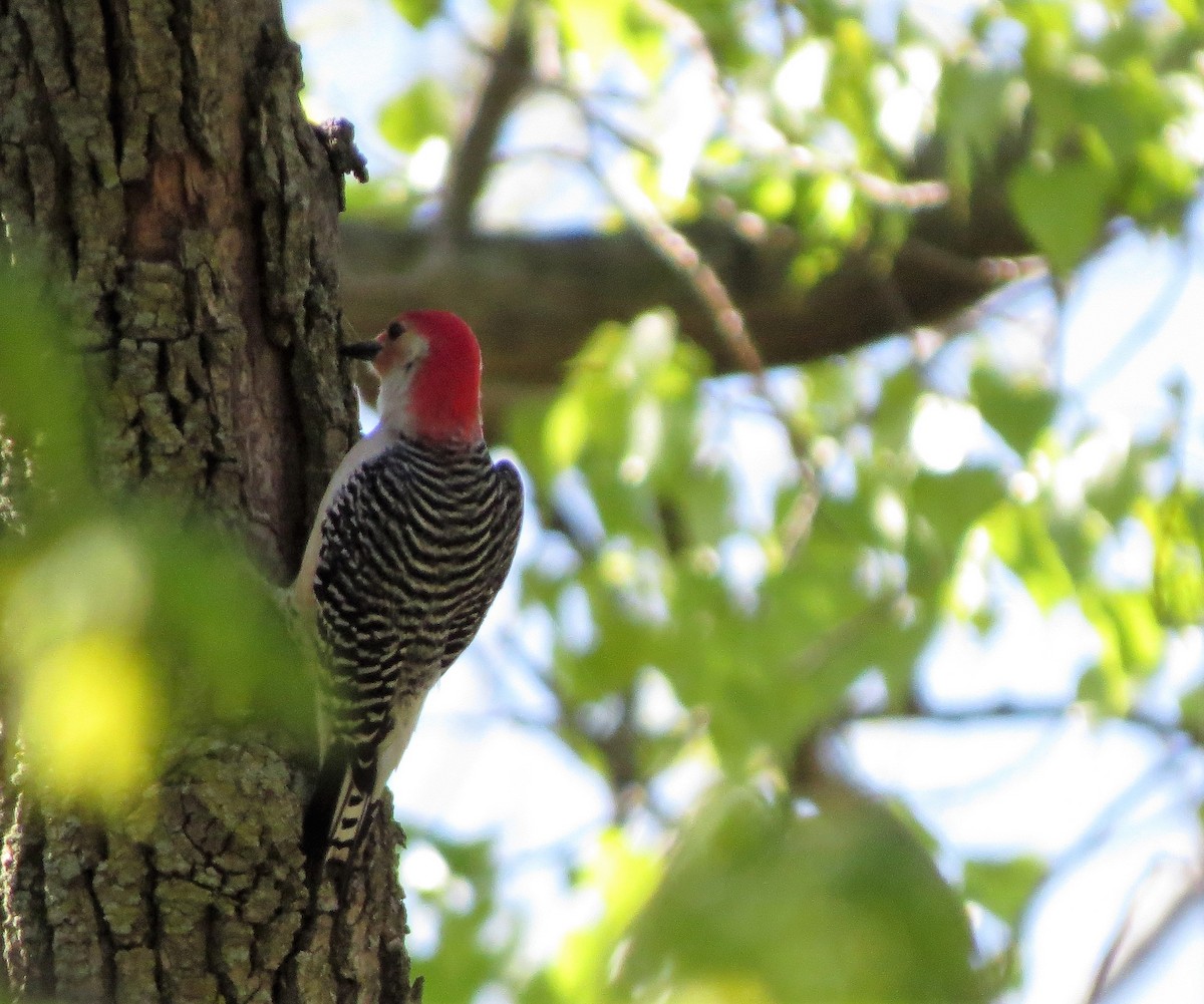 Red-bellied Woodpecker - ML99615331