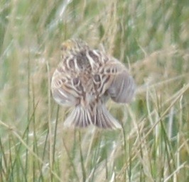 Baird's Sparrow - ML99616431