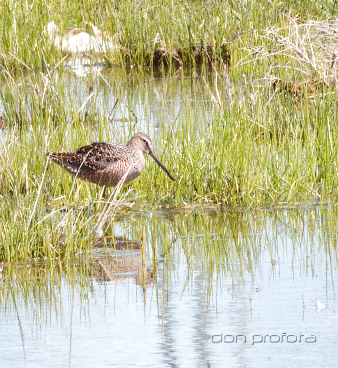 Long-billed Dowitcher - ML99621481