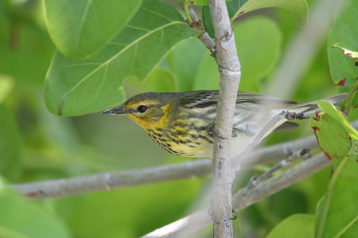 Cape May Warbler - ML99622801