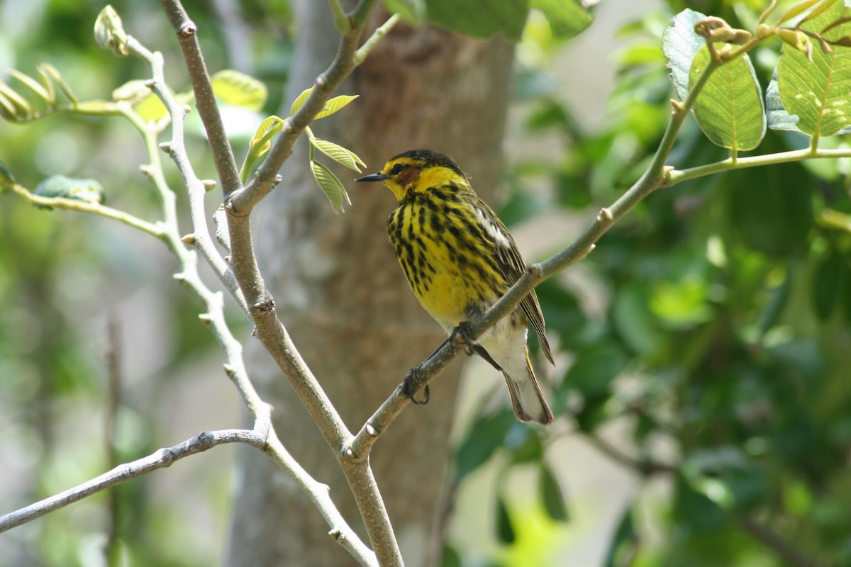 Cape May Warbler - ML99622811