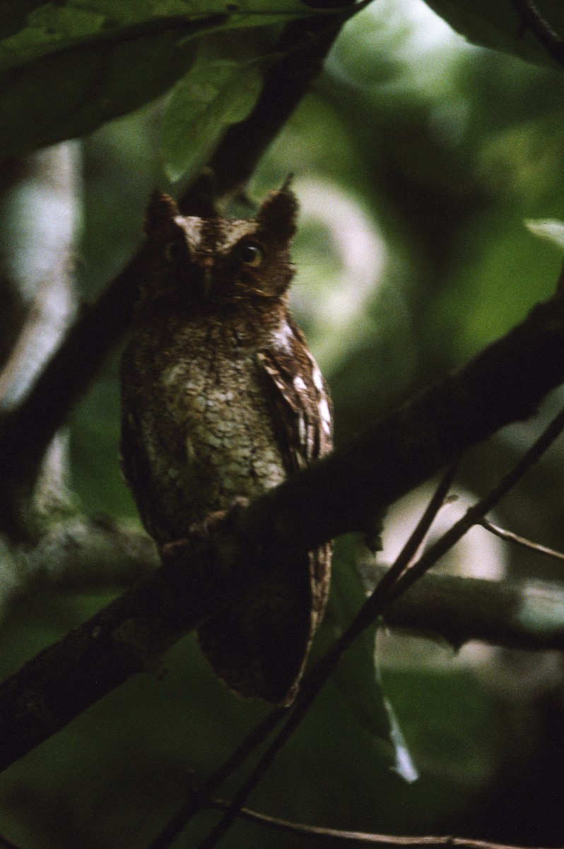Middle American Screech-Owl (Middle American) - Edward  Brinkley