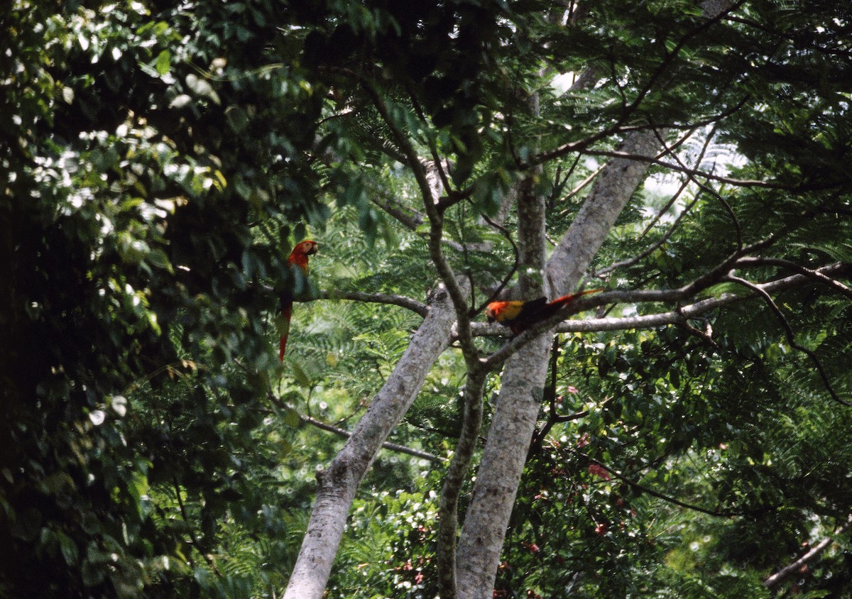Scarlet Macaw - Edward  Brinkley