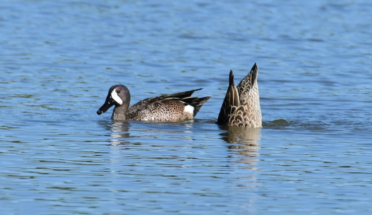 Blue-winged Teal - ML99627411