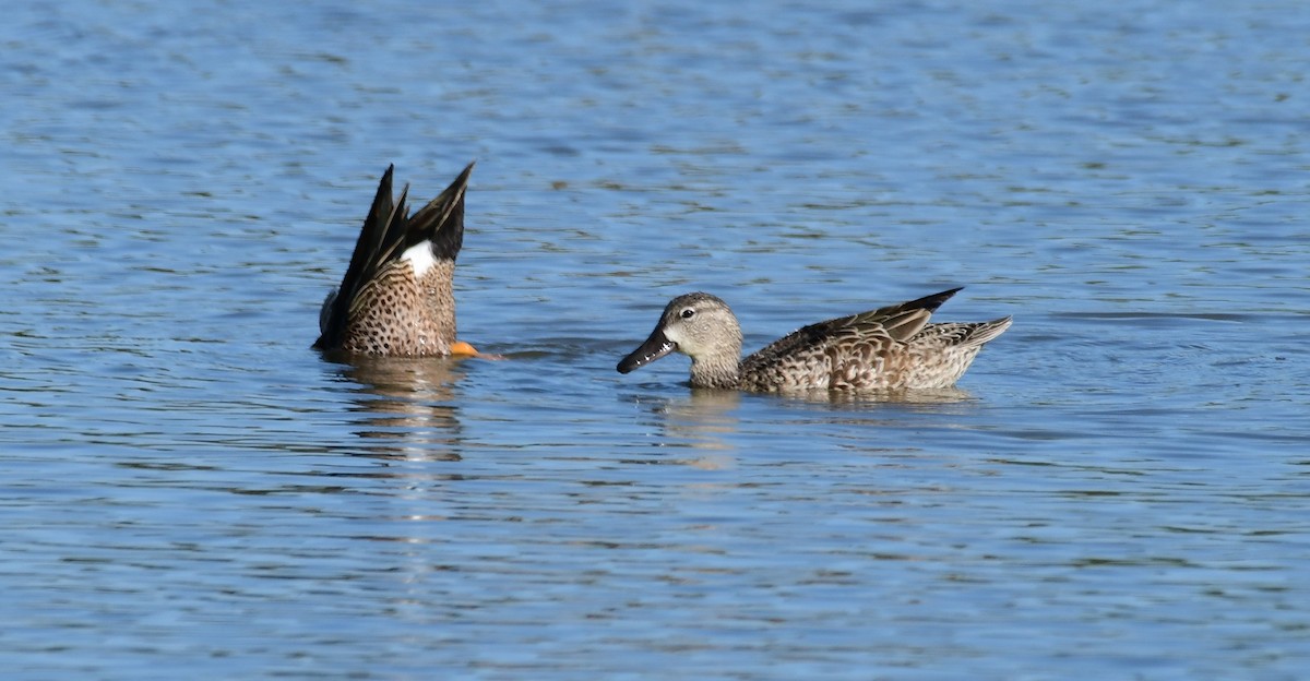 Blue-winged Teal - ML99627451