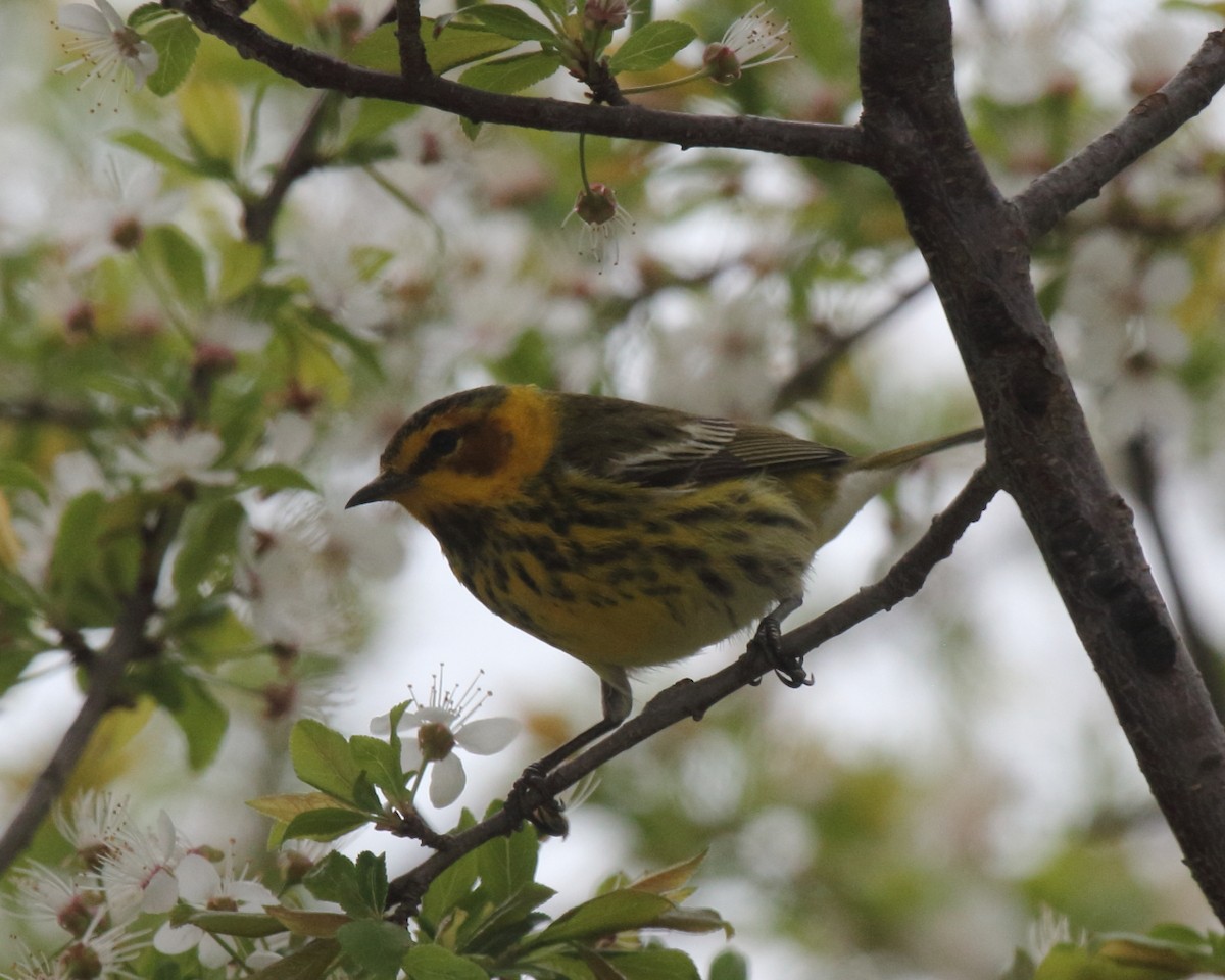 Cape May Warbler - Mike V.A. Burrell