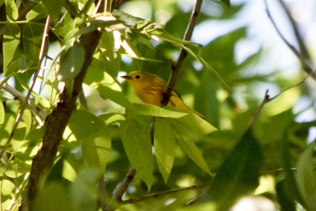 Yellow Warbler - Kerri sloan
