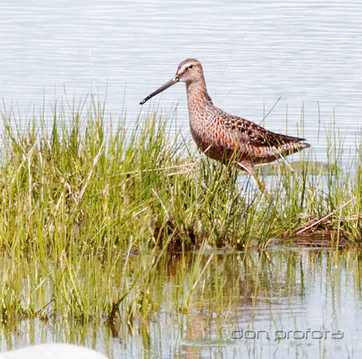 Long-billed Dowitcher - ML99631011