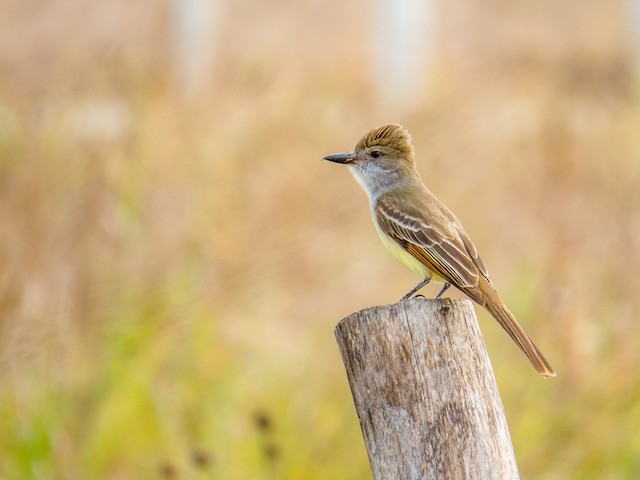 Brown-crested Flycatcher - eBird