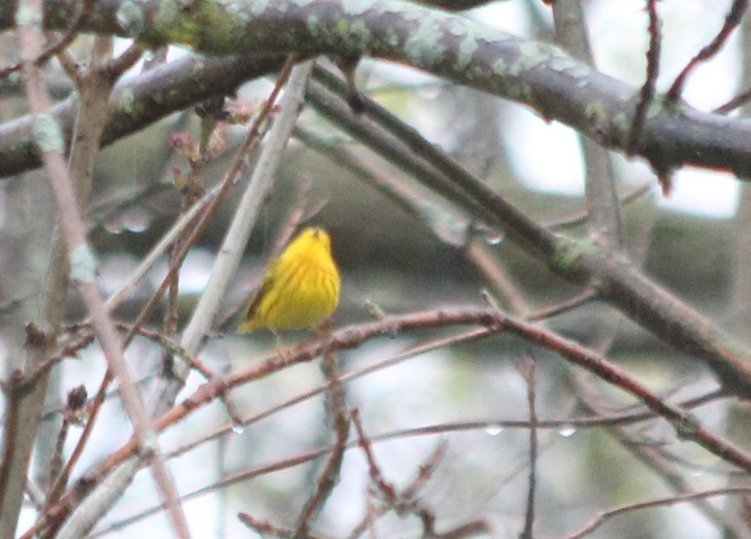 Yellow Warbler - 🦅 ꙅɒᴎoɔiʜƆ ʏɔɒɿT 🦃