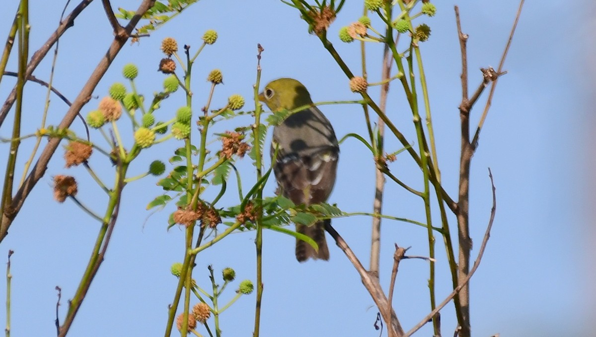 Western Tanager - ML99632391