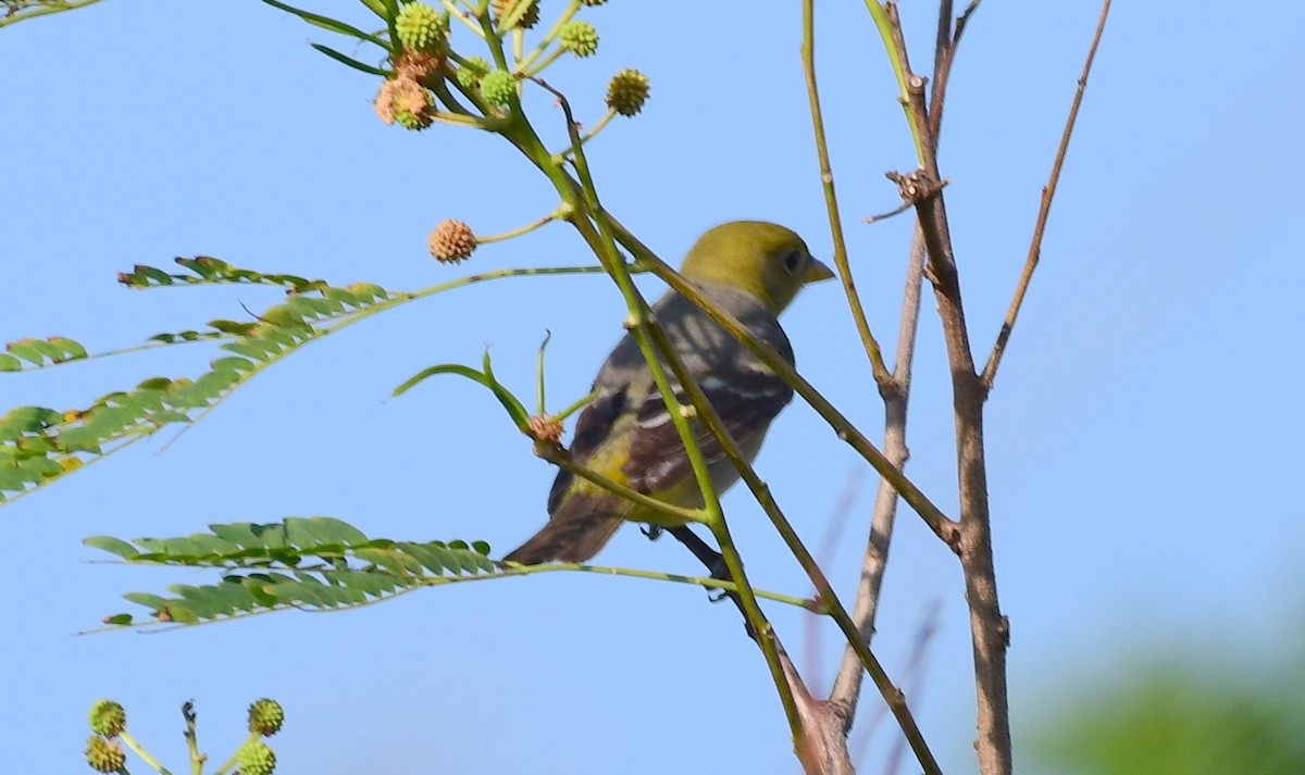 Western Tanager - ML99632411