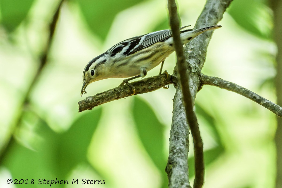 Black-and-white Warbler - ML99632571
