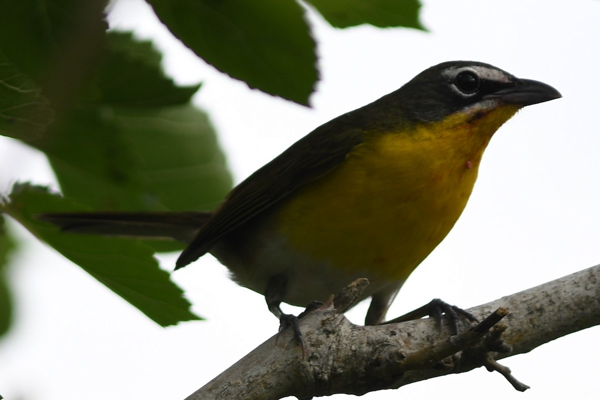 Yellow-breasted Chat - ML99633311
