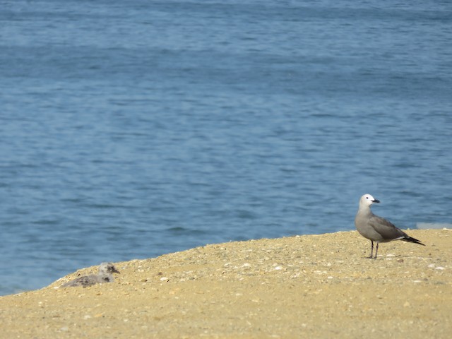 Former breeding colony at Playa Brava, Antofagasta, Chile - Gray Gull - 