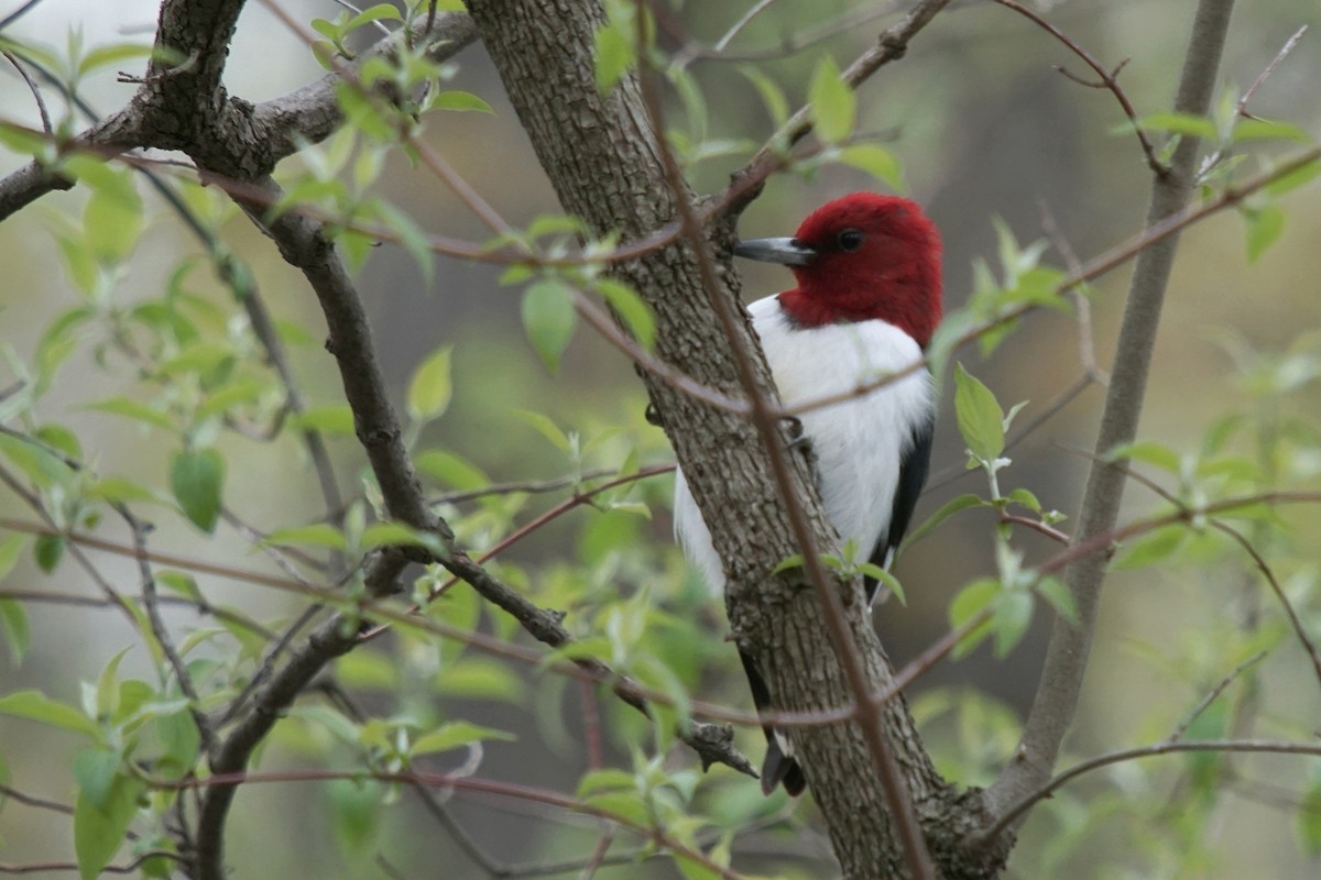 Red-headed Woodpecker - Matthew Shumar