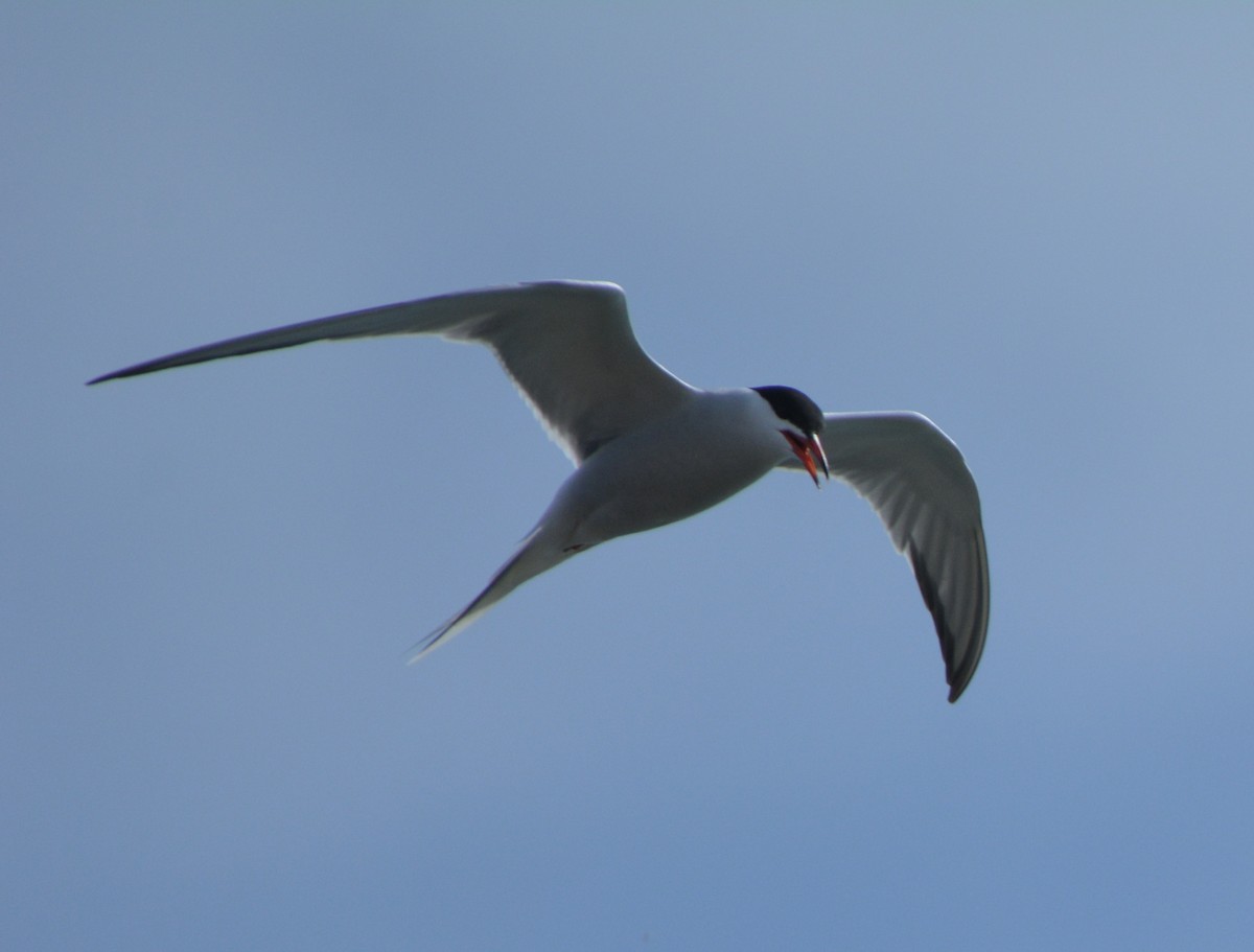Common Tern - ML99642991