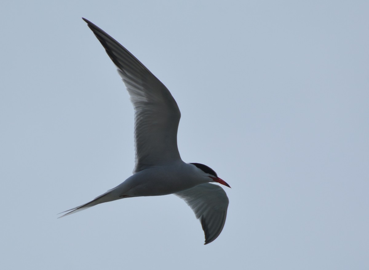 Common Tern - ML99643021