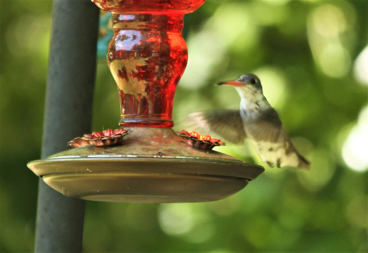 Violet-crowned Hummingbird - ML99643331