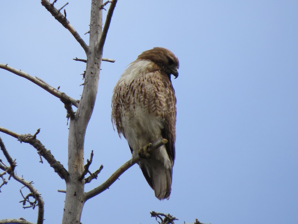 Red-tailed Hawk - ML99646441