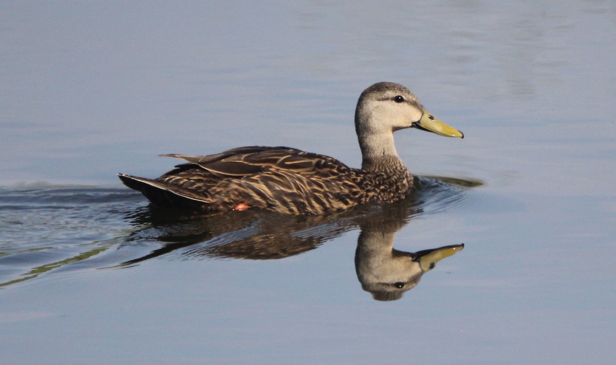 Mottled Duck (Florida) - Dylan Pedro