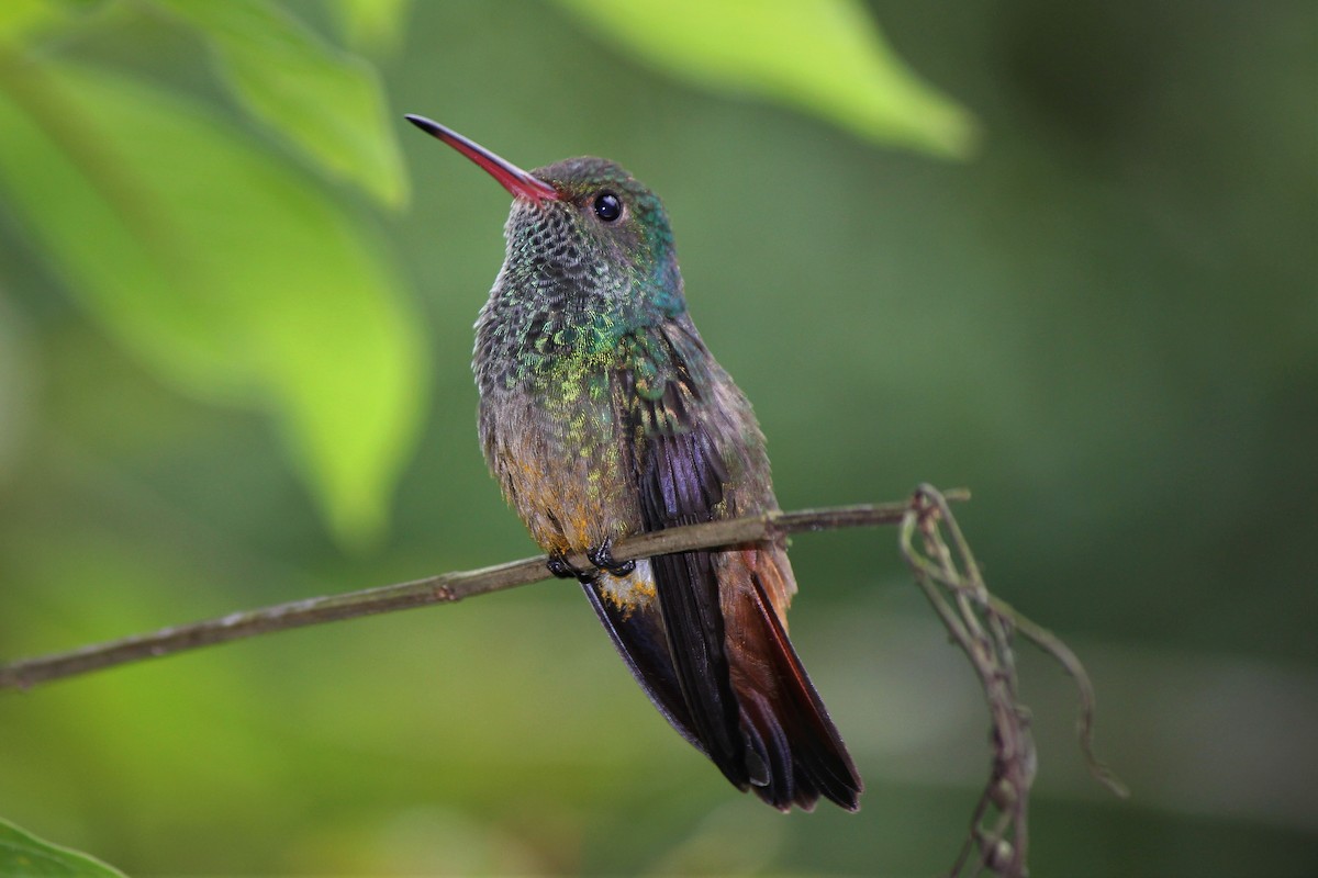 Rufous-tailed Hummingbird - Lucas Corneliussen