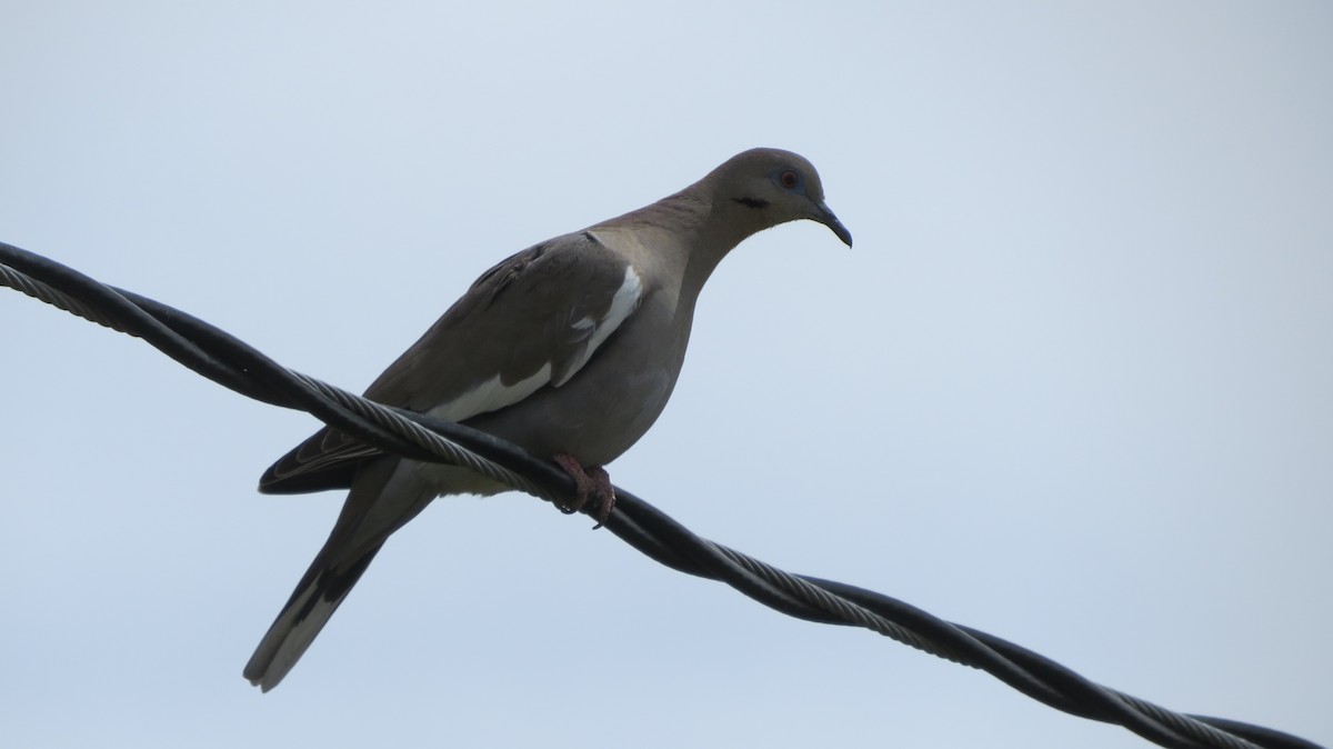 White-winged Dove - ML99650151