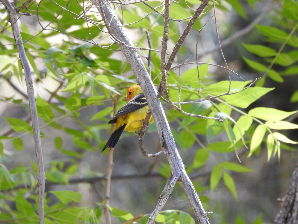 Western Tanager - Kay Zagst