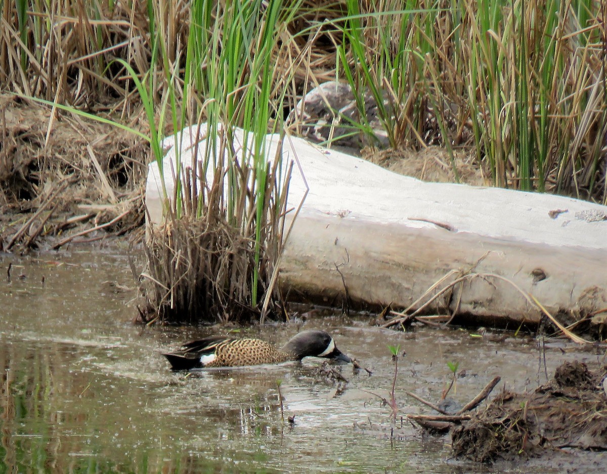Blue-winged Teal - ML99657951