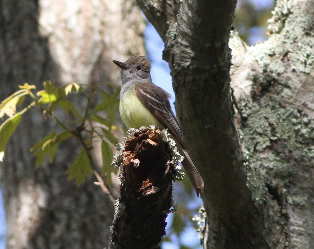 Great Crested Flycatcher - ML99657971