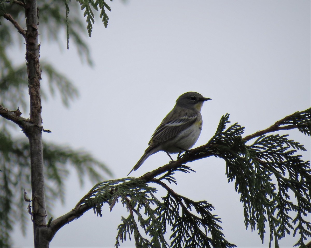 Yellow-rumped Warbler (Audubon's) - ML99658151