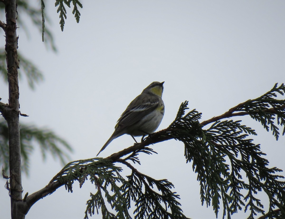 Yellow-rumped Warbler (Audubon's) - ML99658161
