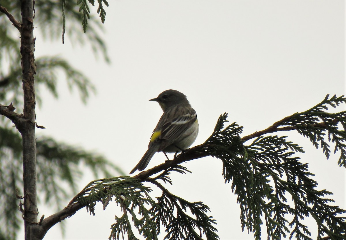 Yellow-rumped Warbler (Audubon's) - ML99658171