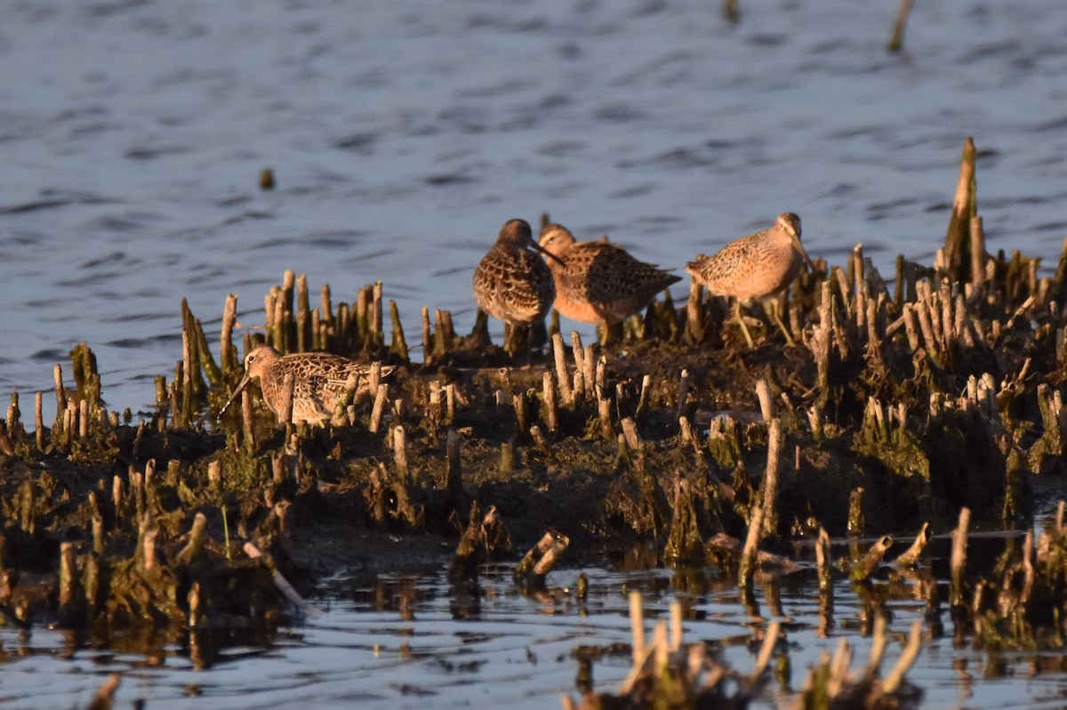 Short-billed Dowitcher - Ryne Rutherford