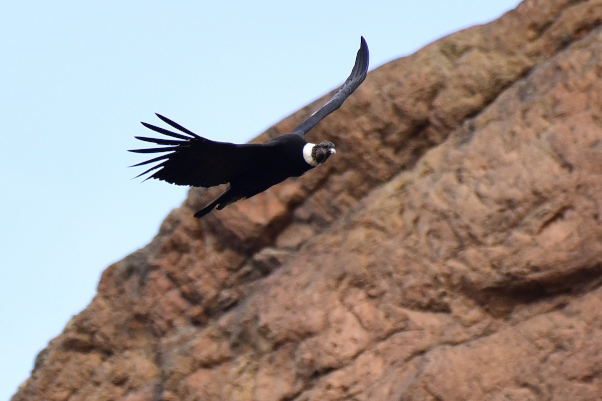 Andean Condor - Luiz Moschini