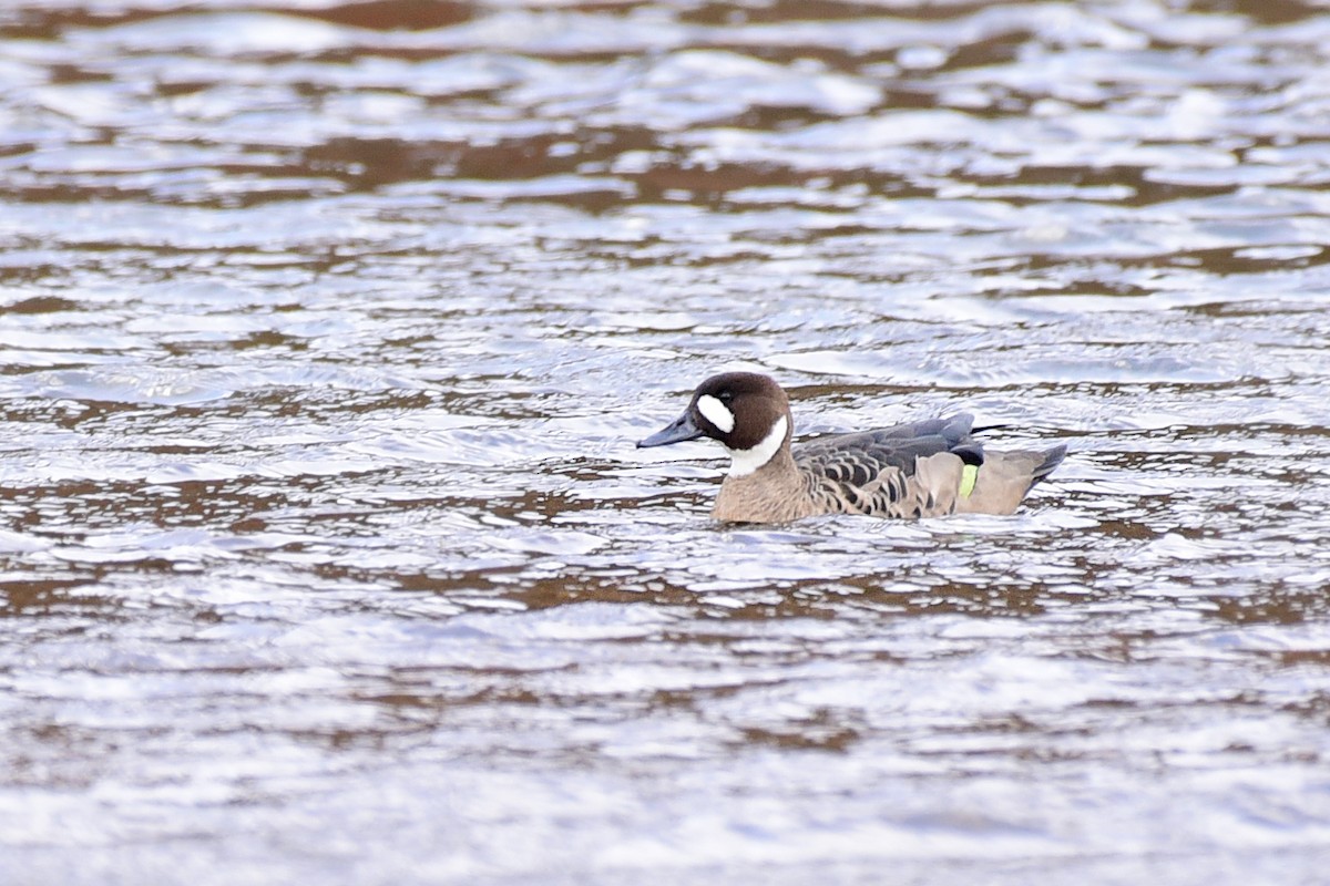 Spectacled Duck - ML99665181