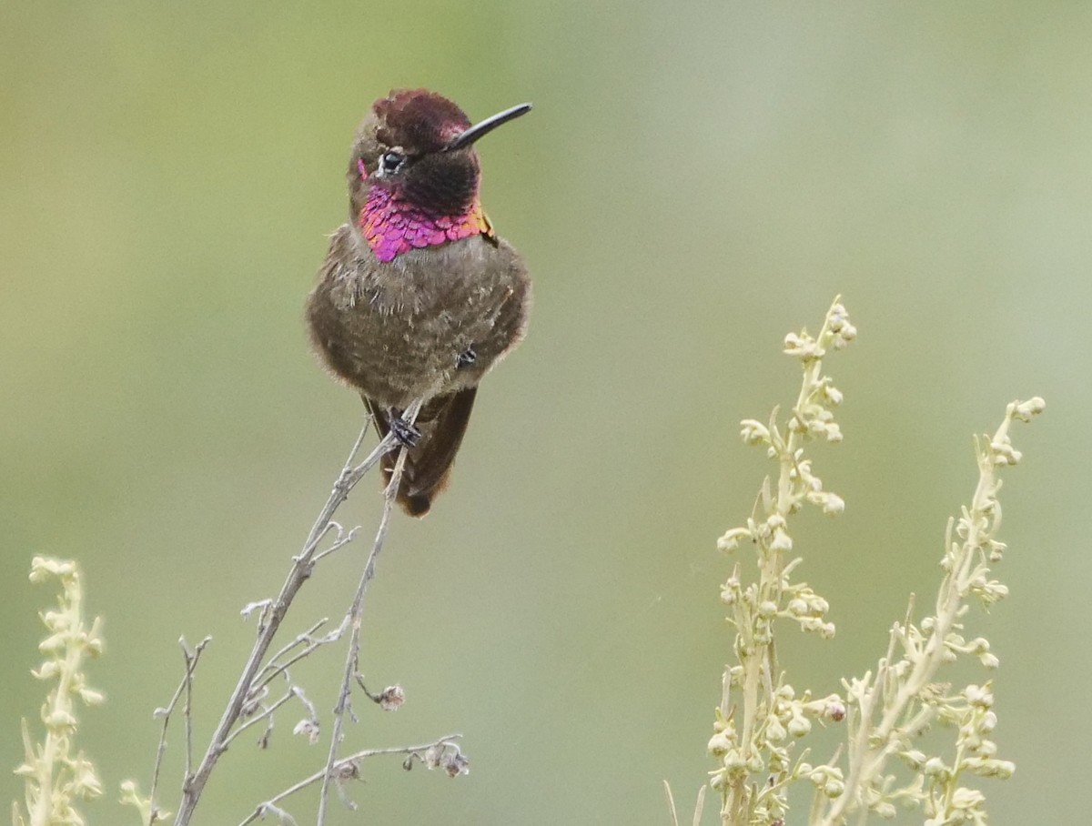 Anna's Hummingbird - ML99669001
