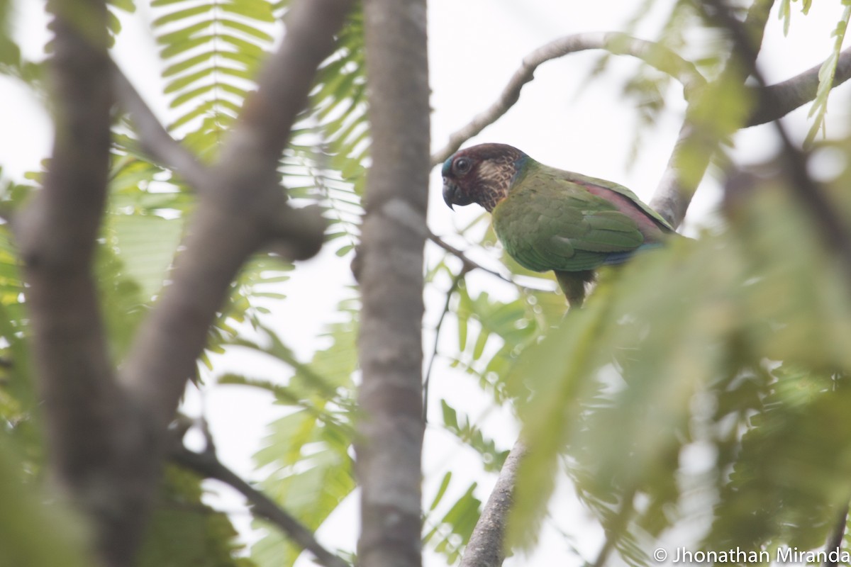 Painted Parakeet - Jhonathan Miranda - Wandering Venezuela Birding Expeditions