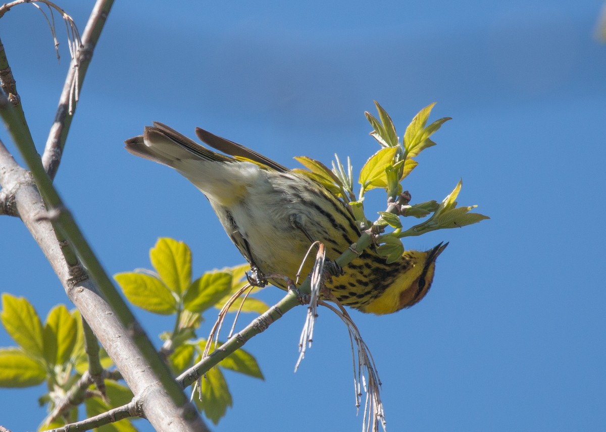 Cape May Warbler - Joel Strong
