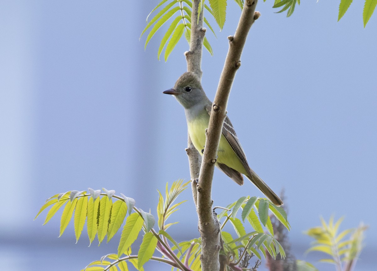 Great Crested Flycatcher - Heather Wolf