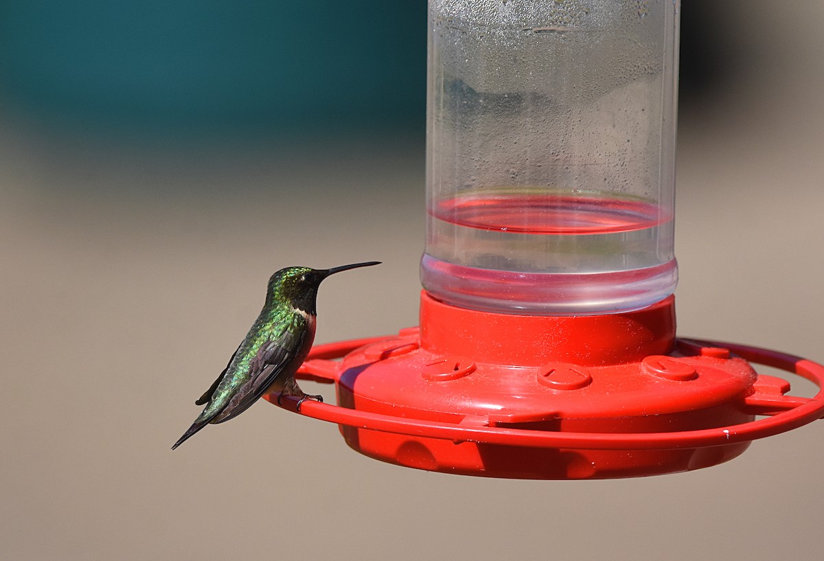 Ruby-throated Hummingbird - ML99673241