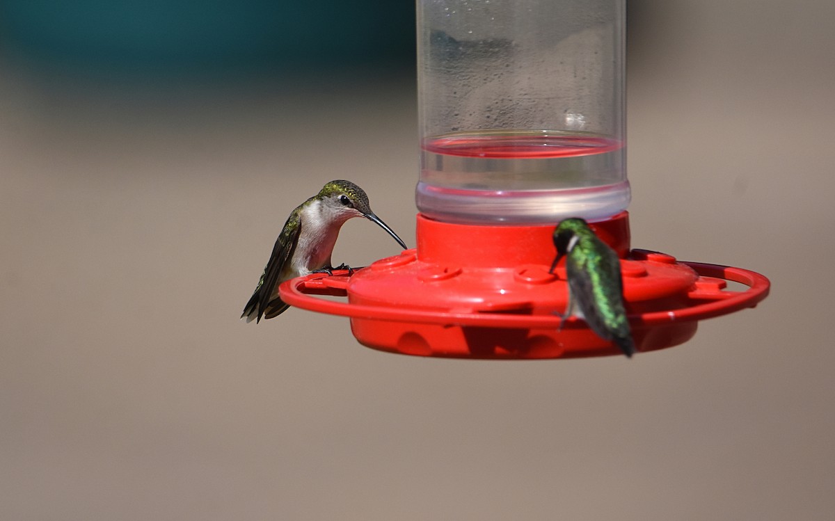 Ruby-throated Hummingbird - ML99673301